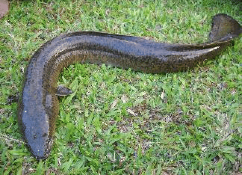 benefits-of-freshwater-eel
