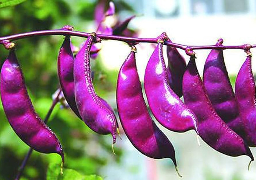 benefits-of-hyacinth-beans