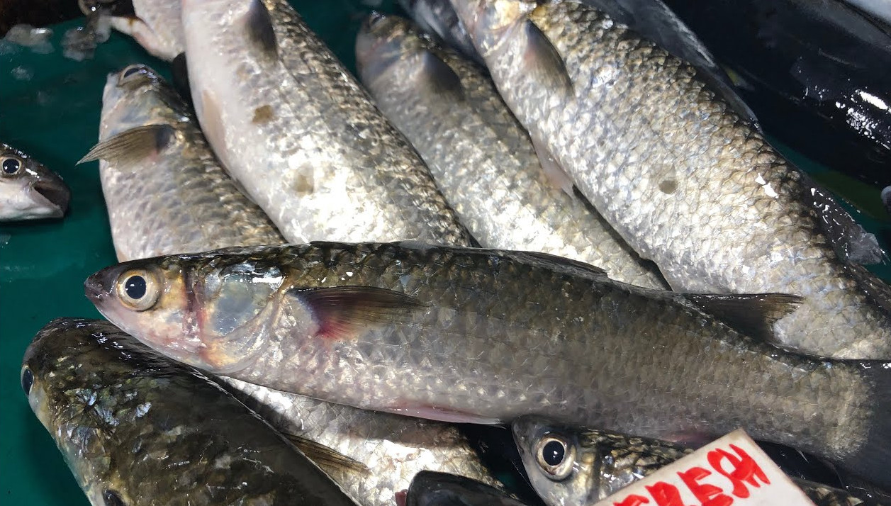 benefits-of-mullet-fish