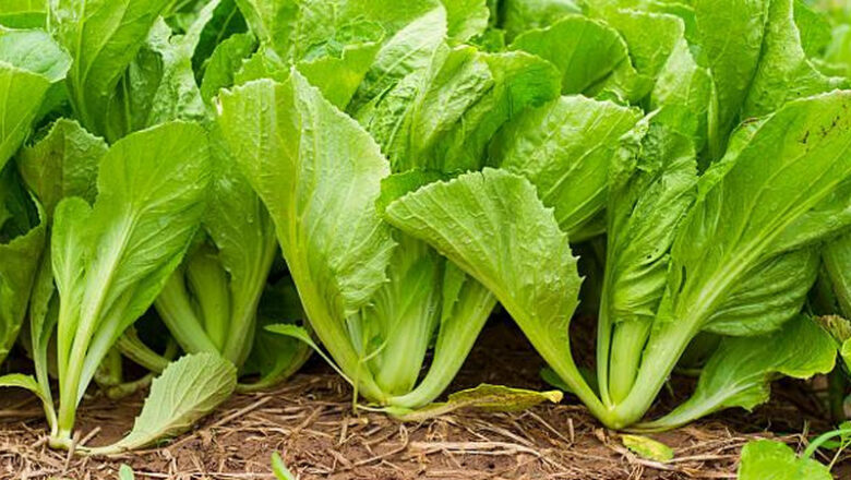Mustasa Farming: How to Plant and Grow Mustard Green