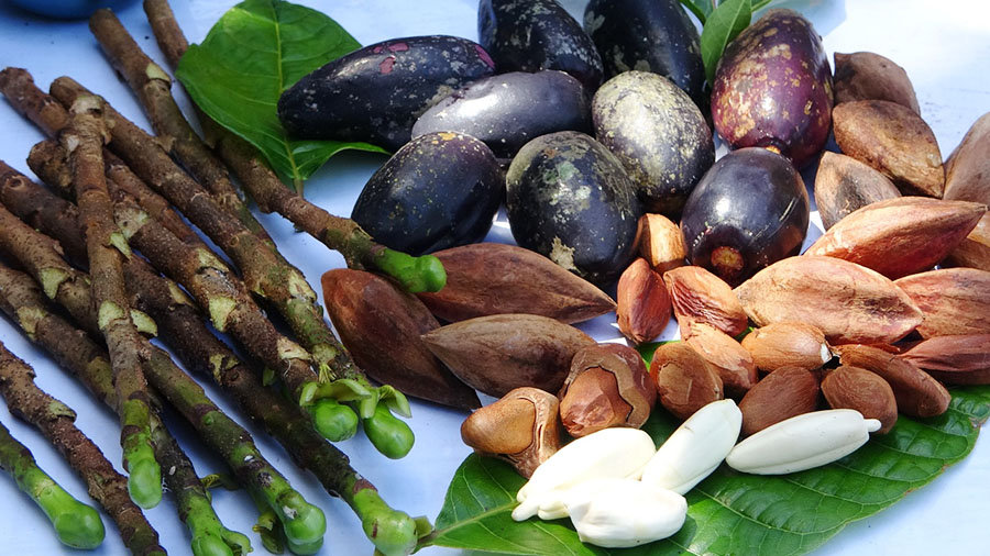 benefits-of-pili-nut