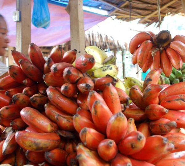 Top 10 Banana Varieties and Cultivars in the Philippines