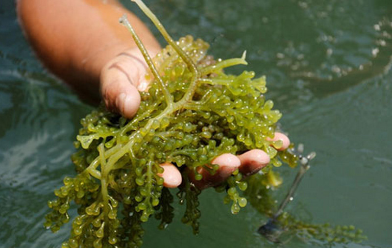 benefits-of-seaweeds