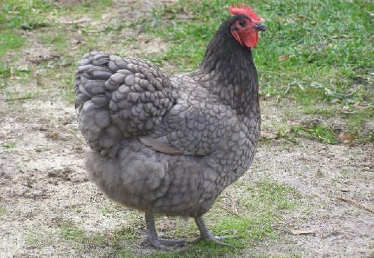 blue-australorp-chicken