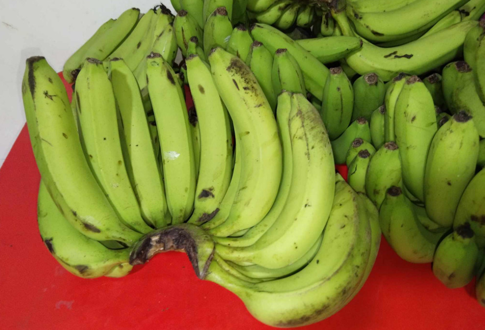 bungulan-banana-varieties