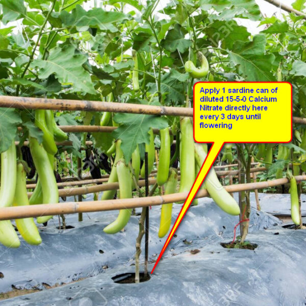 Eggplant Fertilizer Application Guide