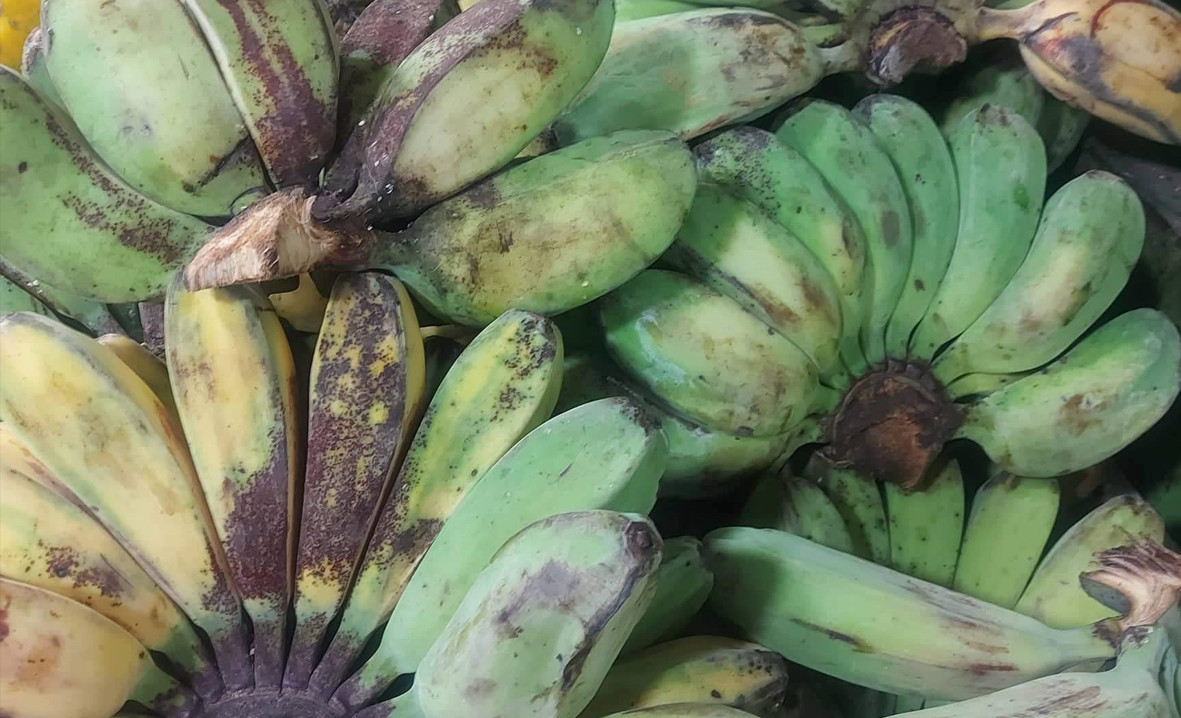 green-and-ripe-saba-banana varieties