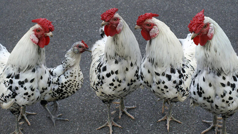 What is Hamburg Chicken: Characteristics, History & Origin, Behavior