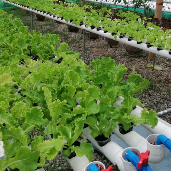 Lettuce Farming : How to Plant and Grow Litsugas