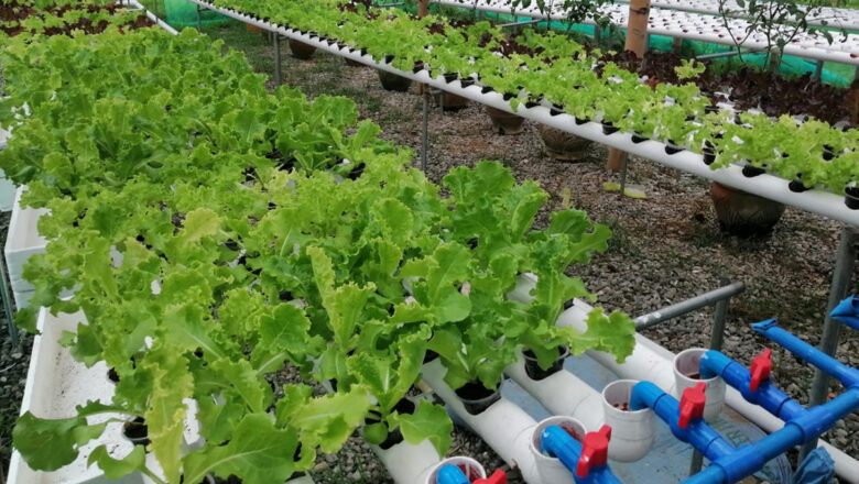 Lettuce Farming : How to Plant and Grow Litsugas