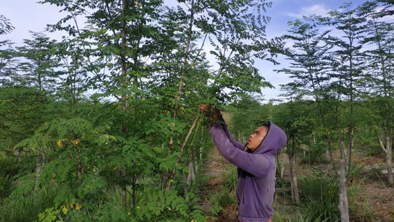 Malunggay Farming in the Philippines: How to Plant and Grow Moringa