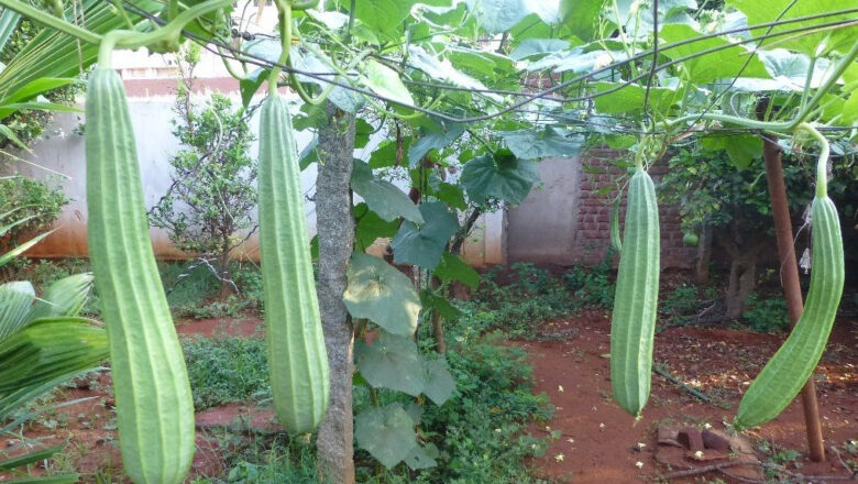 Patola Farming: How to Plant and Grow Sponge Gourd