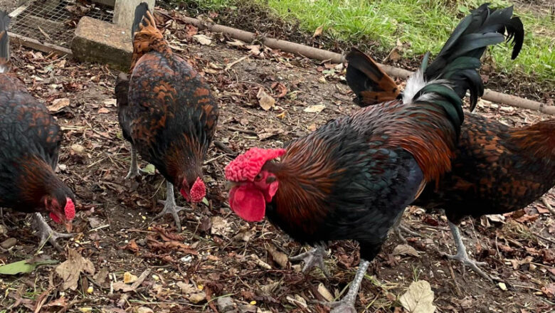Redcap Chicken: Characteristics, History, Behavior, and Temperament