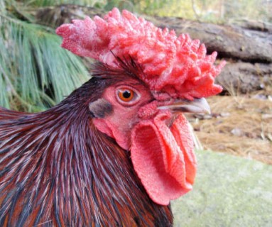 redcap-chicken-crest