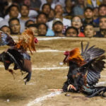 Sabong: Some Facts About Cockfighting in the Philippines