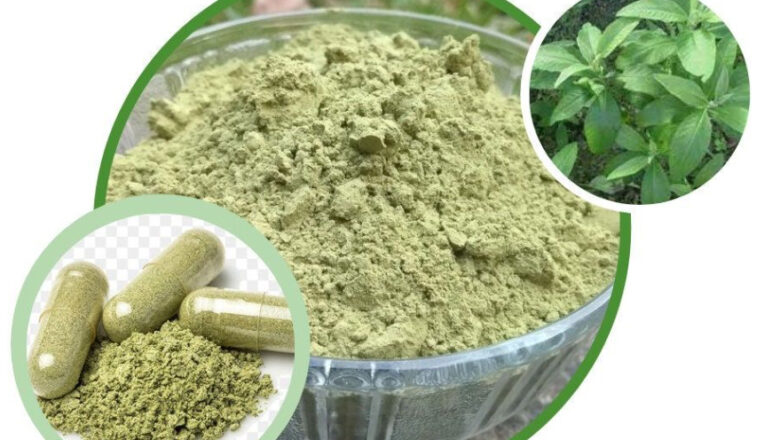 12 Sambong Powder and Capsule Benefits,  Medicinal Uses, and Side Effects