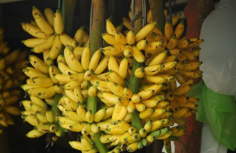 senorita-banana