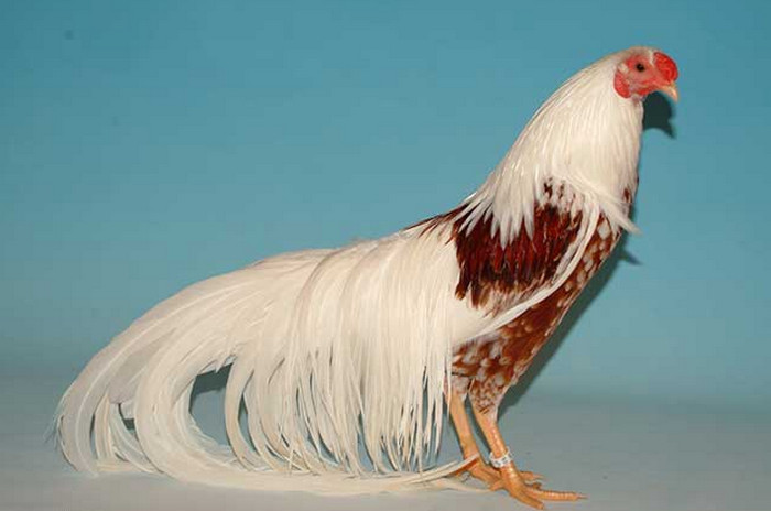 yokohama-chicken