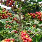 Kapeng Barako and other Coffee Varieties and Cultivars in the Philippines