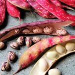 Cranberry Beans: 10 Health Benefits of Borlotti Beans, Description, and Side Effects