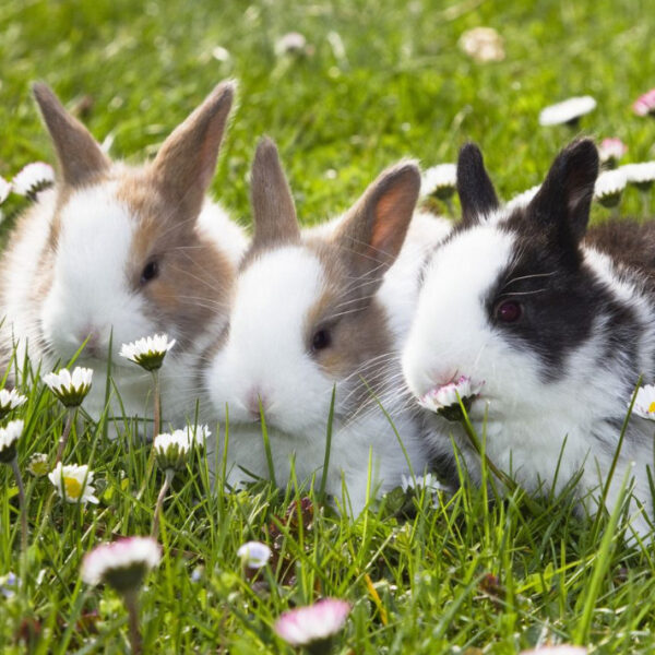 12 Best Rabbit Breeds for Rabbit Farming