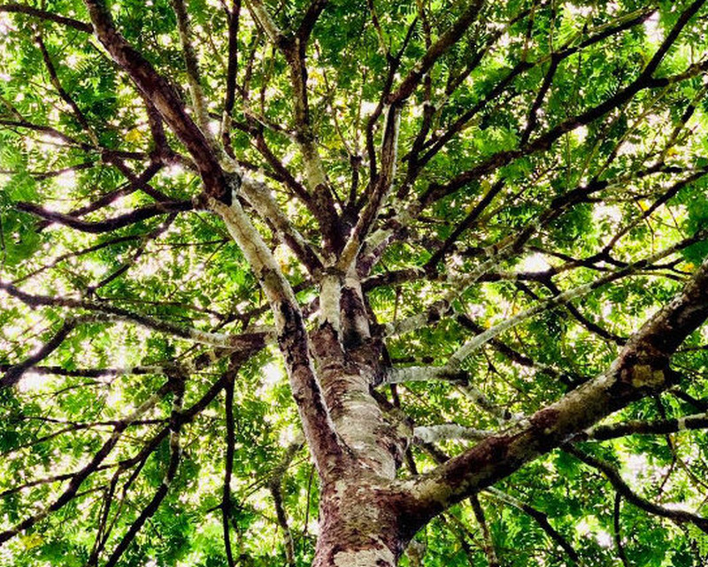 Kamagong Tree