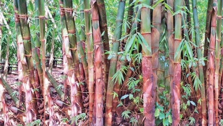 Bamboo Trees Can Help Control Flood