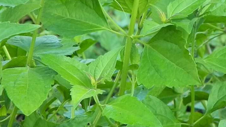 Wound Healing and Other Medicinal Benefits of Hagonoy Plant