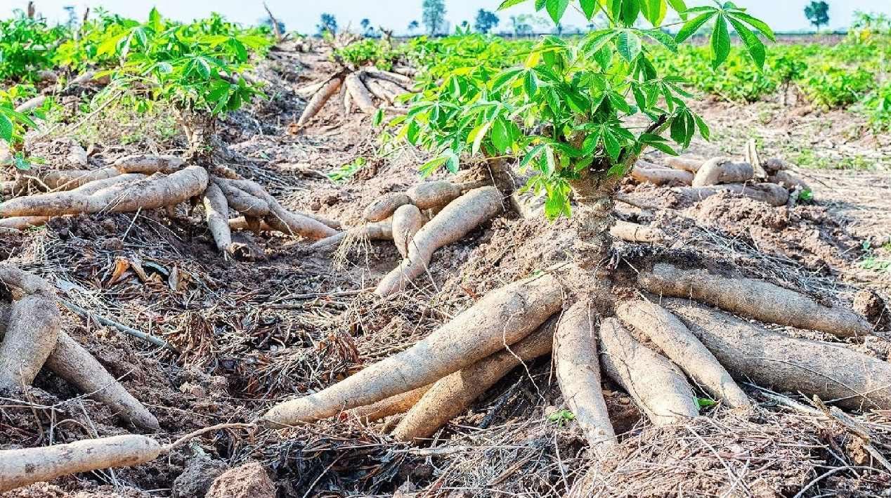 cassava farming