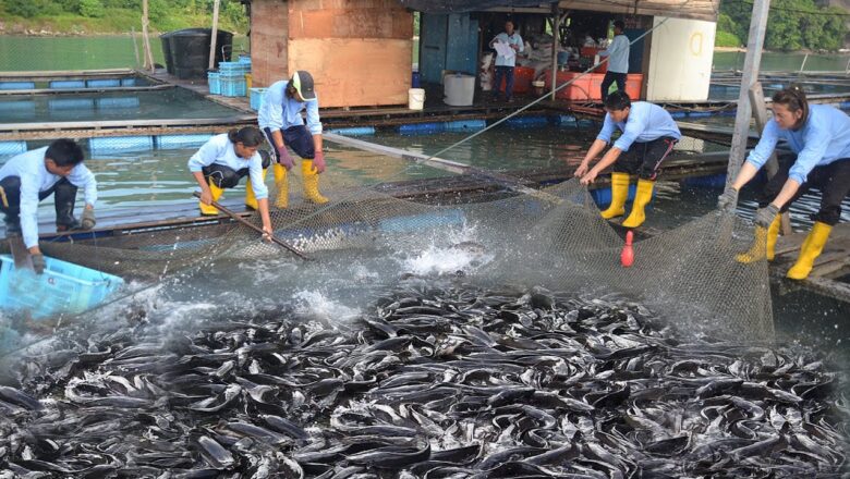 The Basics of Catfish Farming