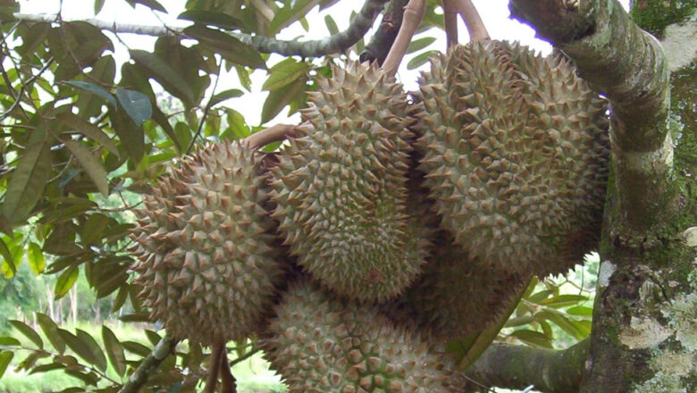 Davao Durian Growers Plan Expansion to Meet Rising Demand