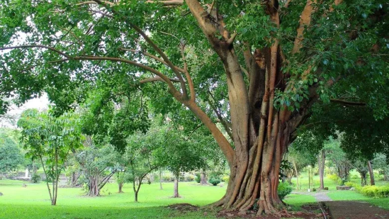 Top 15 Hardwood Trees in the Philippines to Grow for Profit