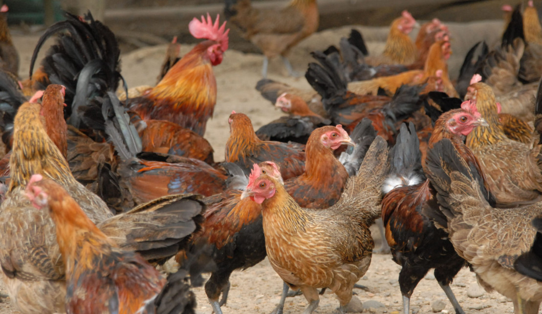 philippine native chicken darag farm business ideas