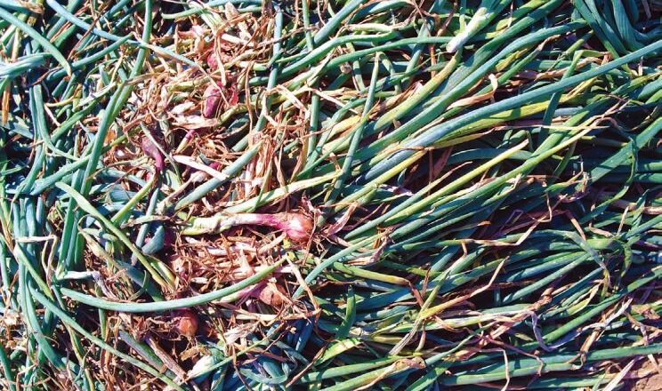Turning Onion Leaves into Biomass: A Sustainable Solution for Agriculture