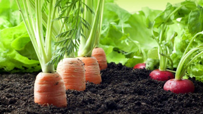 Organic Farming vs Eco-Farming: Exploring the Key Differences