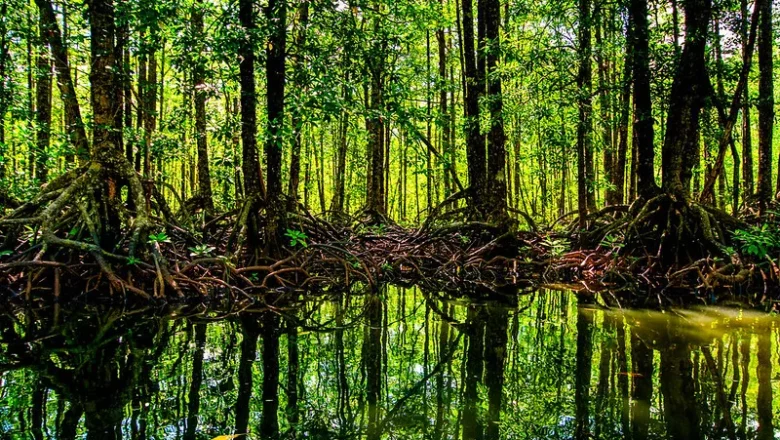 The Urgency of Reforestation: Saving the Philippines’ Vanishing Forests