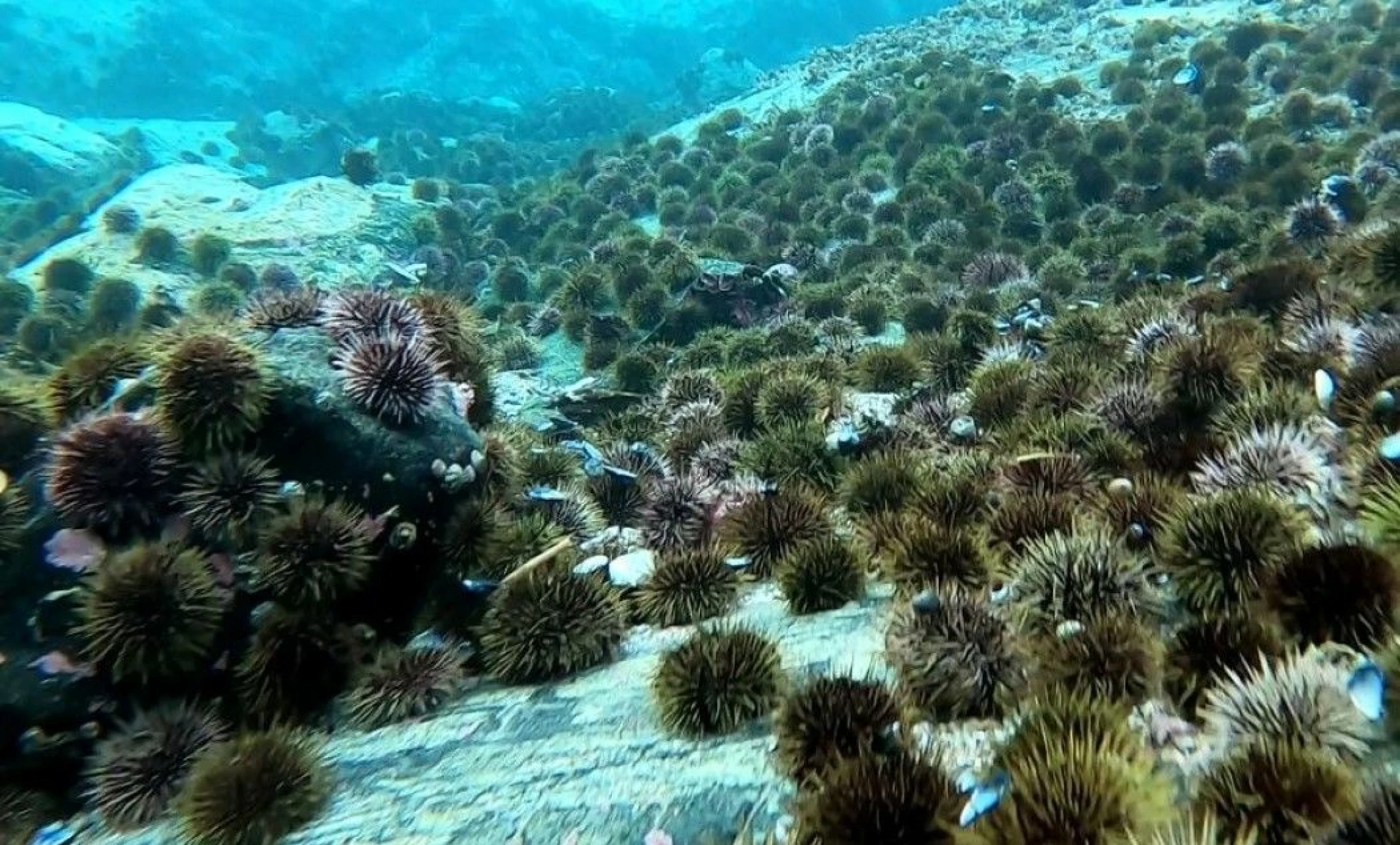 sea urchin farming