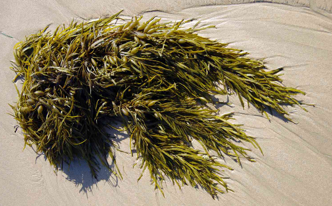 seaweed as animal food