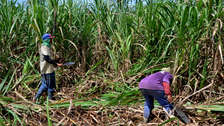10 Reasons Why You Should Not Farm Sugarcane