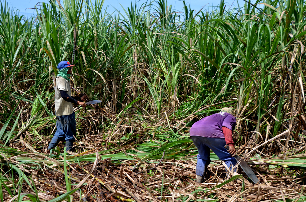 sugarcane farming