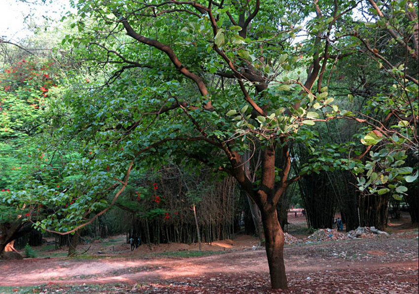 Baguilumbang-tree