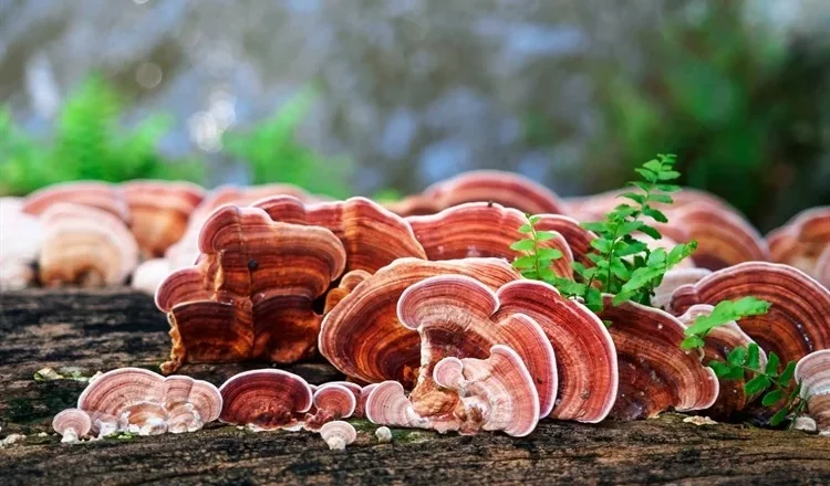 10 Medicinal Uses and Benefits of Ganoderma, Description, and Side Effects