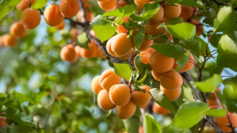 Apricot Farming: How to Plant and Grow Apricot