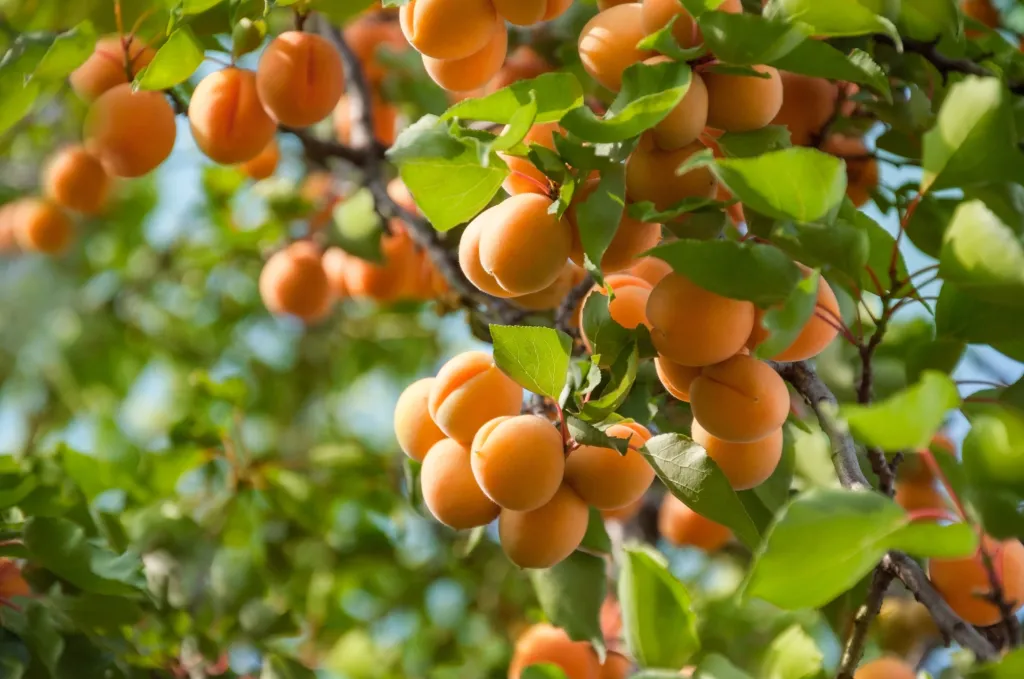 apricot-farming