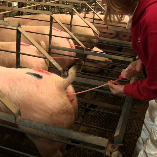 Pros and Cons of Artificial Insemination in Swine