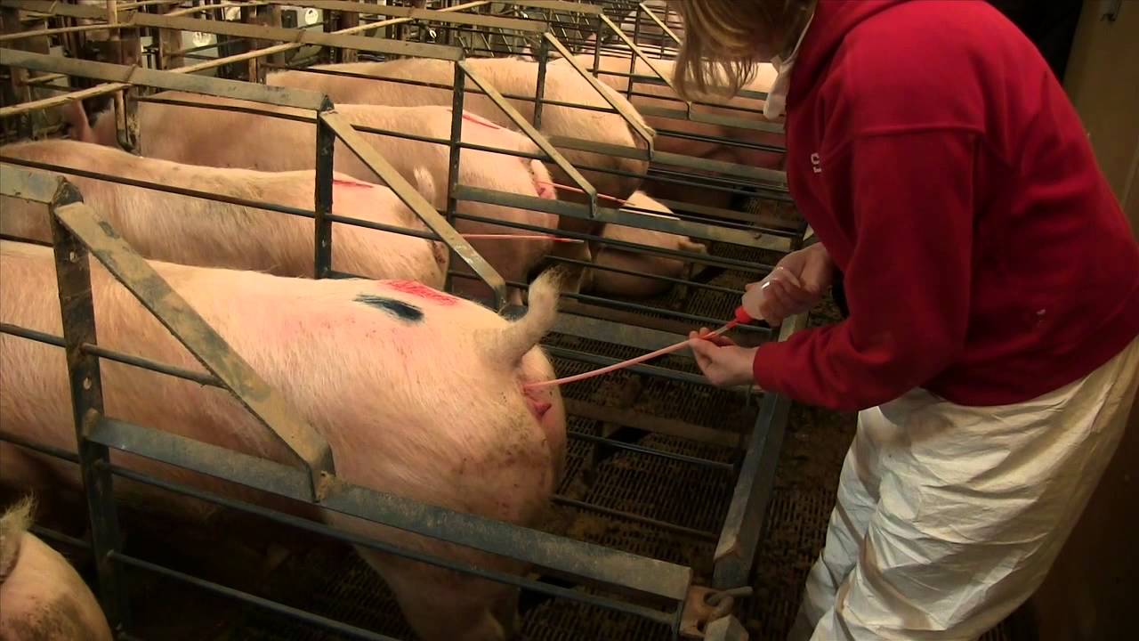 artificial-insemination-in-swine