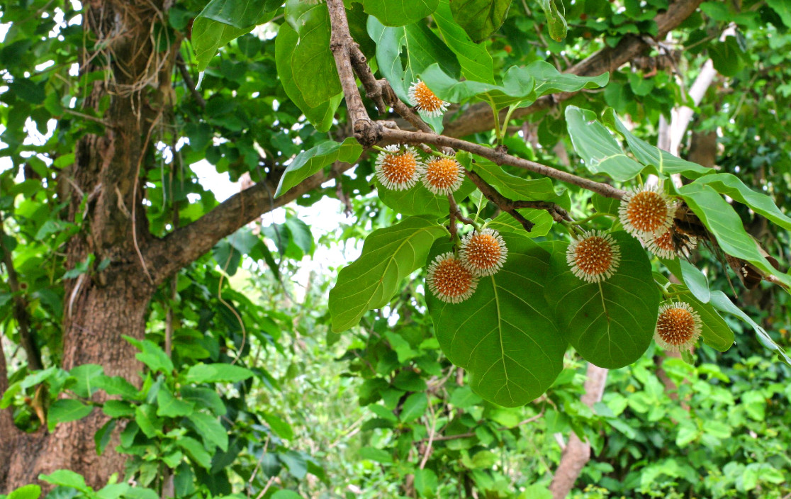 bangkal-tree-with-fruits