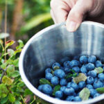 Health Benefits of Bilberry, Description, and Side Effects