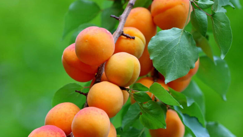 Health Benefits of Apricot, Description, and Side Effects