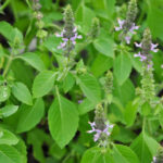 Tulsi: 13 Medicinal Uses and Benefits of Holy Basil, Description, and Side Effects